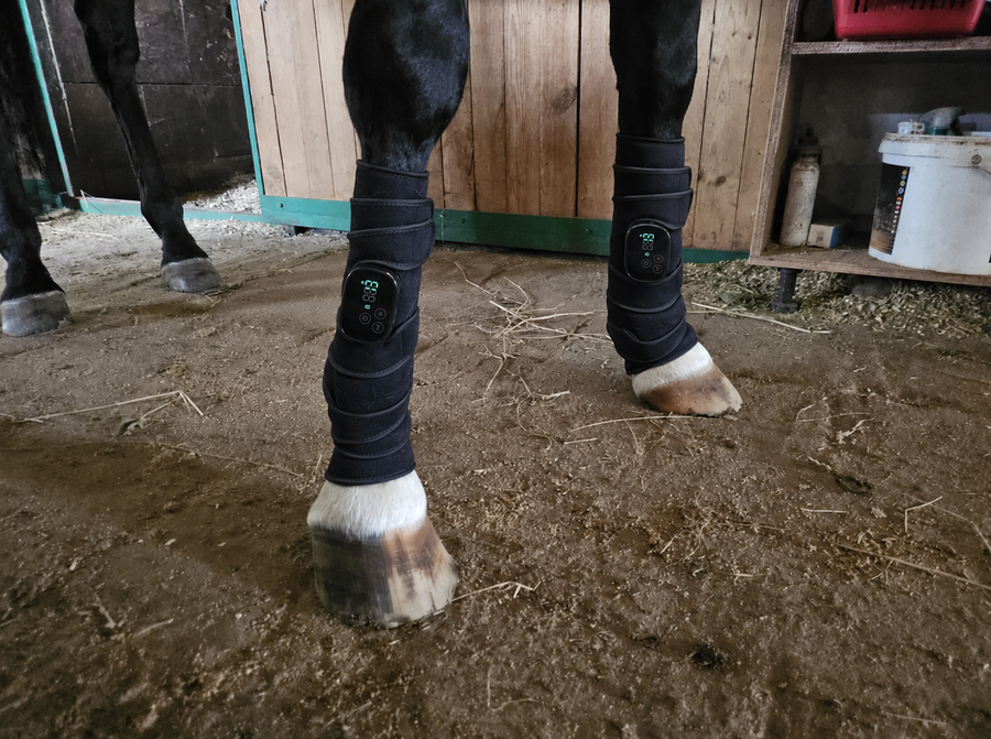 Rödljusterapi stödjer hästars läkning av senor, ligament och gaffelbandsskador 
