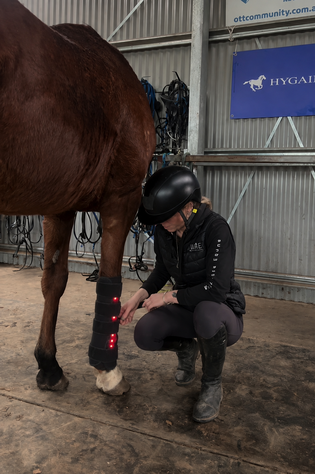 Equi Recovery Pro rödljusterapi stöder hästens läkning av ligament och senor på djupet