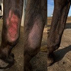 Equi Recovery Pro