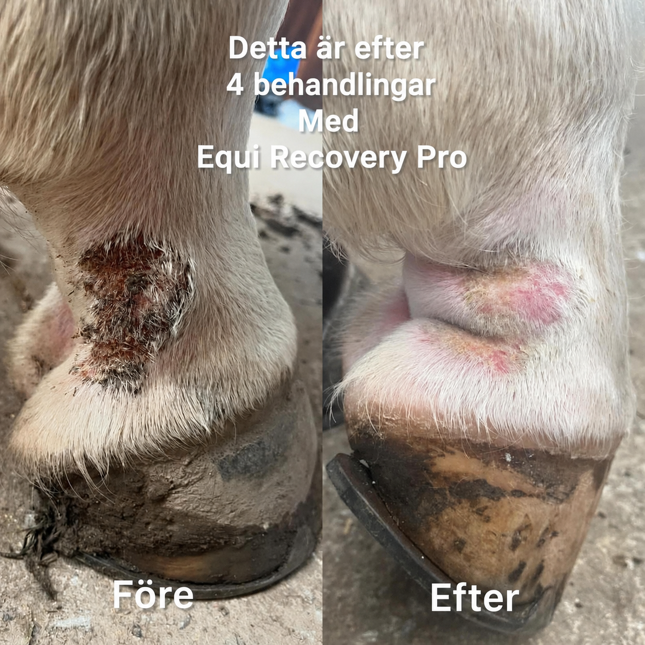 Equi Recovery Pro