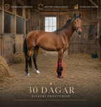 Veterinär rekommenderad, rödljusterapi stödjer läkning till senor, ligament och gaffelbandsskada